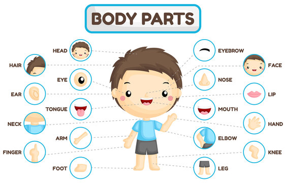 parts of the body